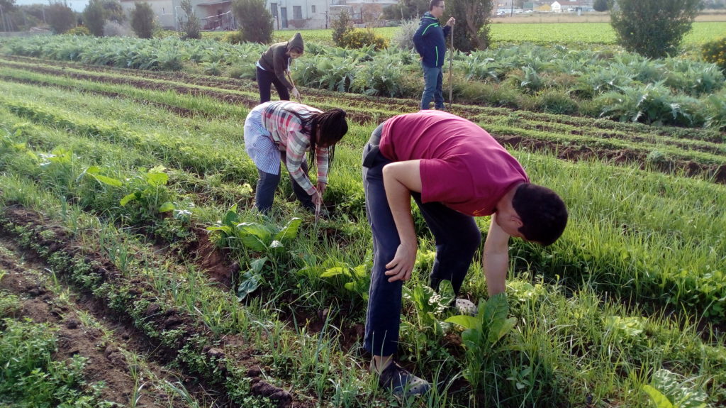 4 componentes del grupo de la Alquería trabajando el campo