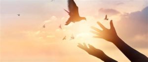 manos abiertas dejando volar en libertad a una paloma. En el fondo cielo durante el amanecer